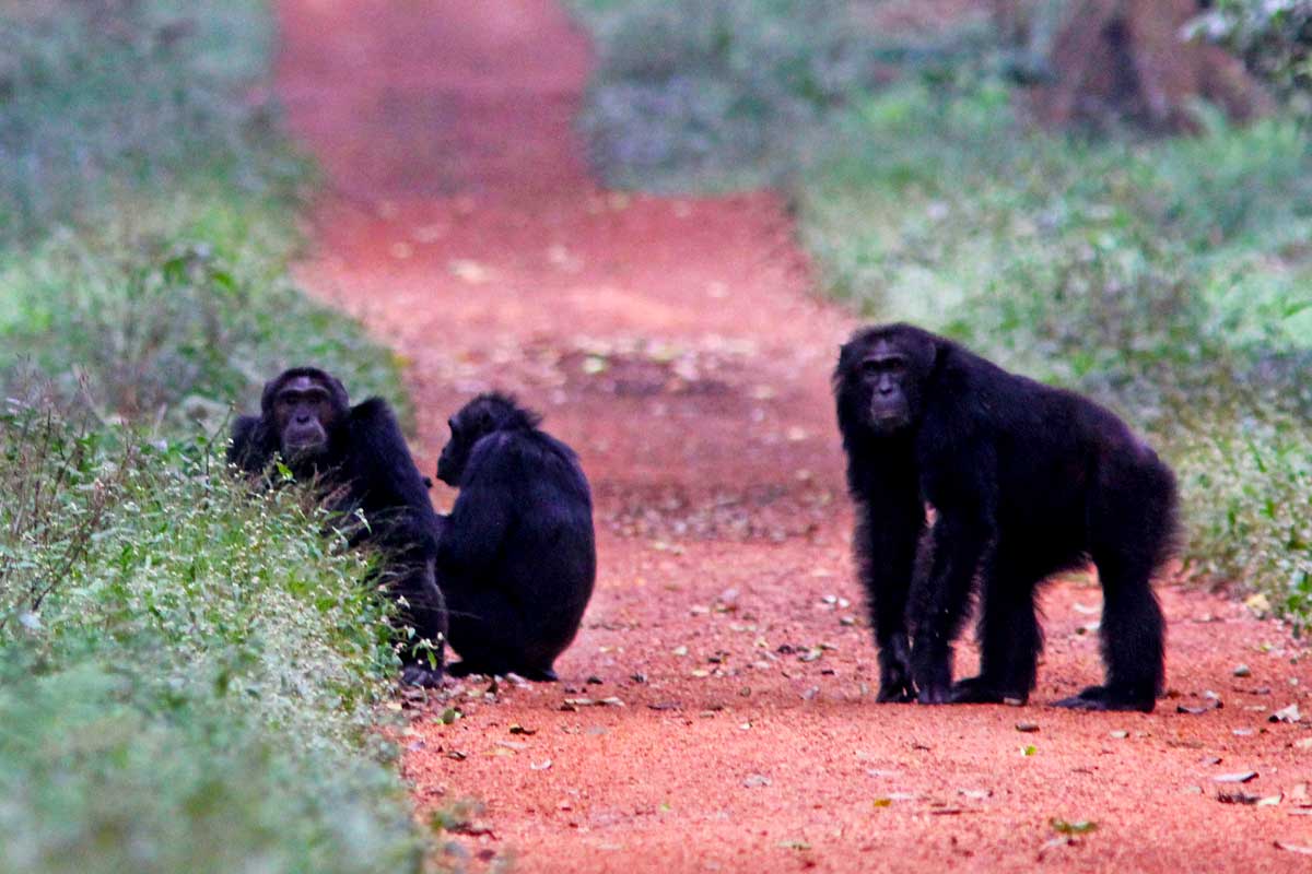 New Chimpanzee Permit Prices for Budongo Forest – Gorilla Uganda journal