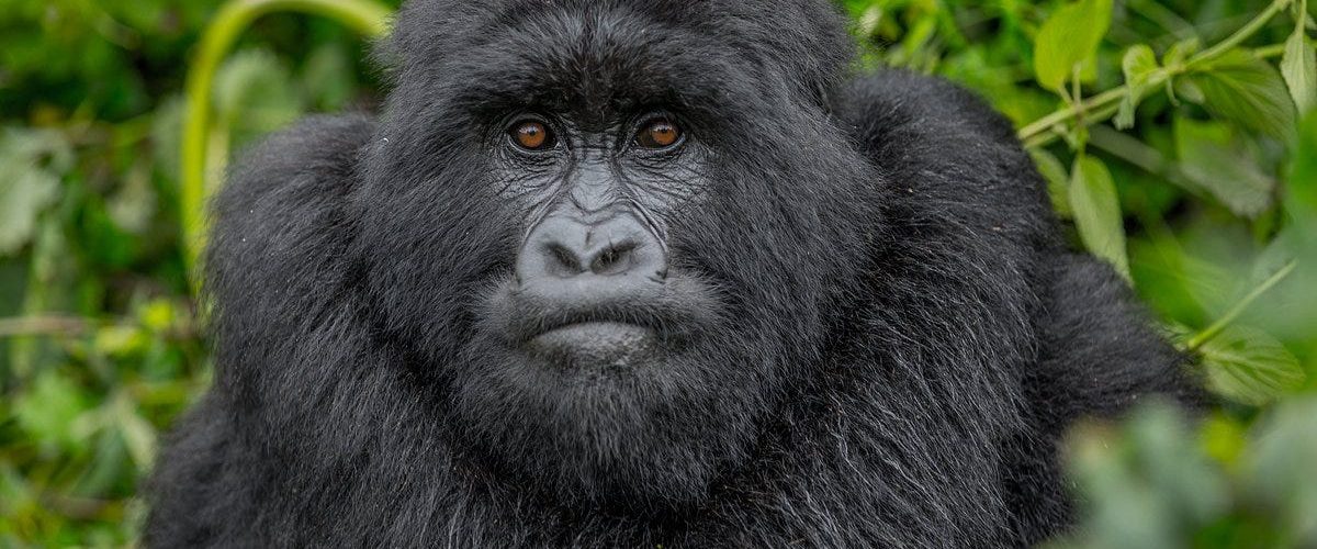 New Uganda Gorilla Permit Prices