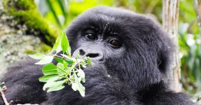 New Uganda Gorilla Permit Prices