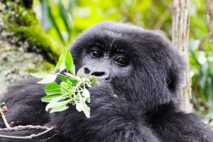New Uganda Gorilla Permit Prices