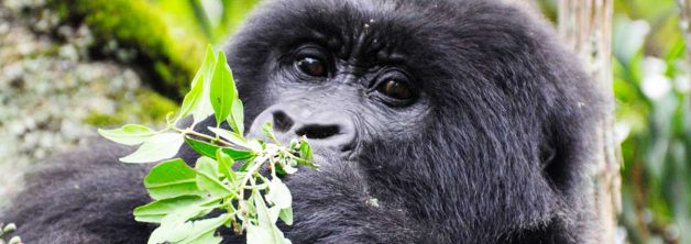 New Uganda Gorilla Permit Prices