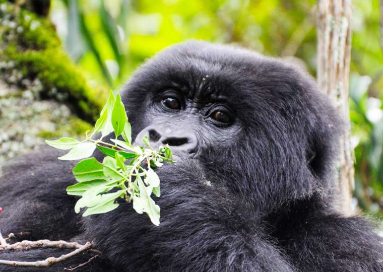 New Uganda Gorilla Permit Prices (2024 – 2026) – Gorilla Uganda journal