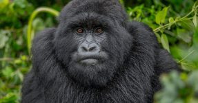 New Uganda Gorilla Permit Prices