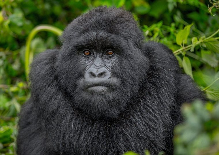 New Uganda Gorilla Permit Prices – 2024 to 2026 – Gorilla Uganda journal