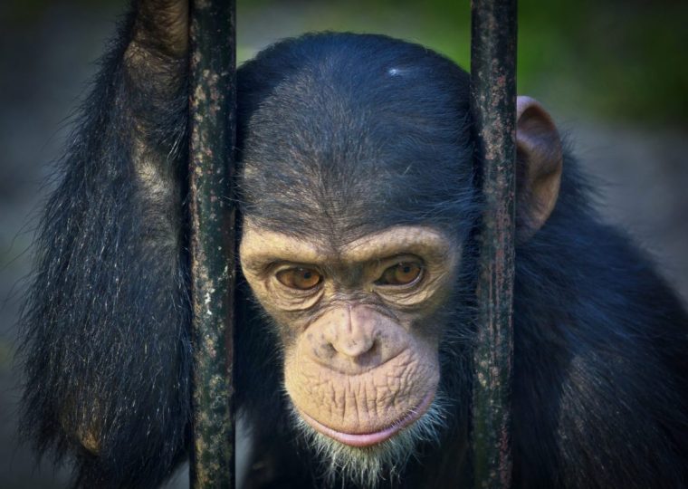 5 Days Uganda and Rwanda Chimpanzee Tour