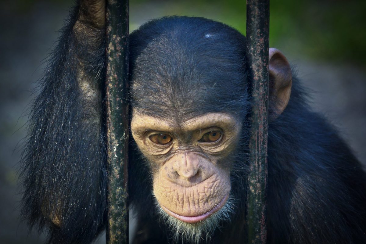 Short Chimpanzee Trekking Tours – Gorilla Uganda journal