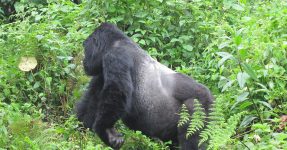 Silverbacks in Bwindi National Park