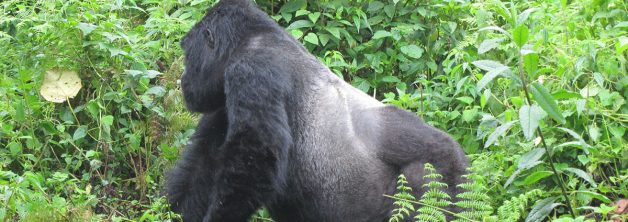 Silverbacks in Bwindi National Park