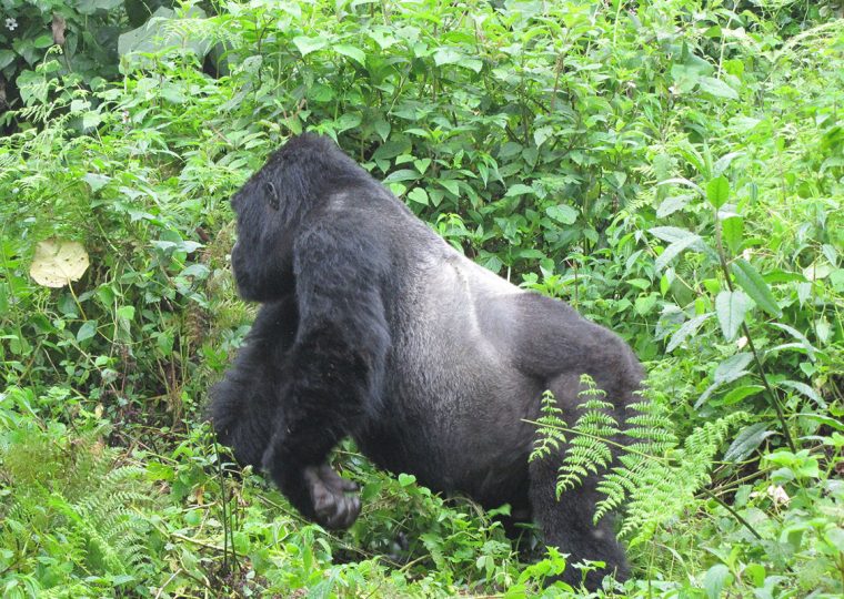 Silverbacks in Bwindi Impenetrable National Park – Gorilla Uganda journal