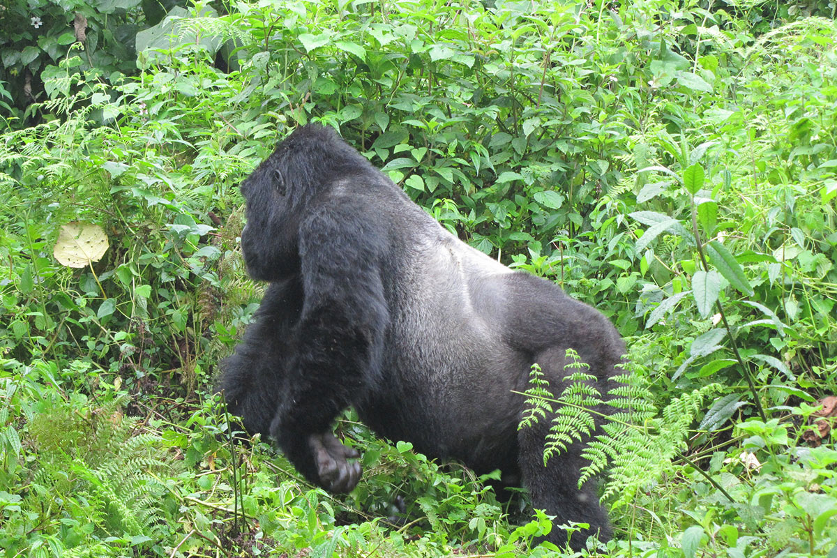 Silverbacks in Bwindi Impenetrable National Park – Gorilla Uganda journal