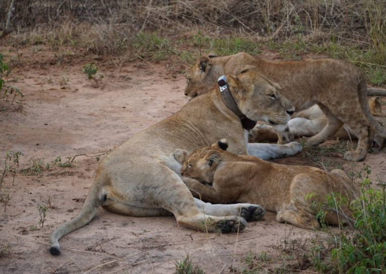 6 Days Western Uganda Safari