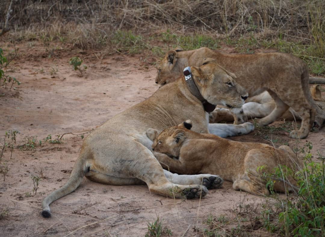6 Days Western Uganda Safari