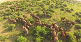 drones on my Africa Safari