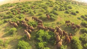 drones on my Africa Safari