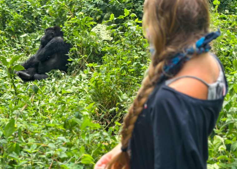Cost of lowland gorilla trekking in Congo – Gorilla Uganda journal