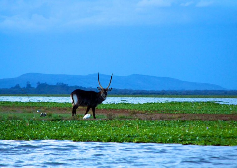 Lake Naivasha in Kenya – Destination guide