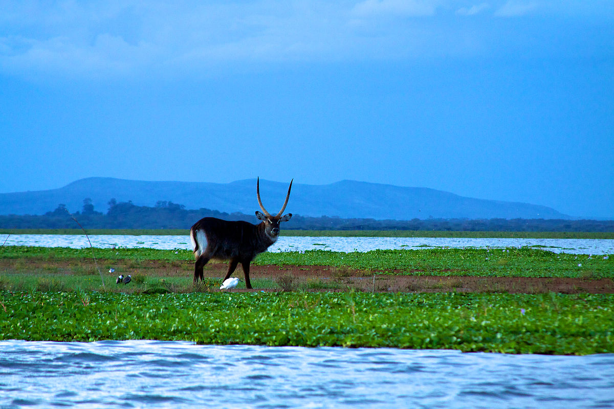 Lake Naivasha in Kenya – Destination guide