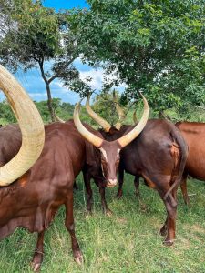 Long-horned cows in Lake Mburo National Park