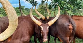 Long-horned cows in Lake Mburo National Park