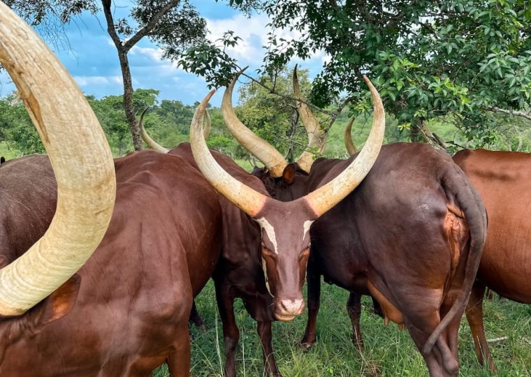 Long-Horned Cows in Lake Mburo National Park – Gorilla Uganda journal