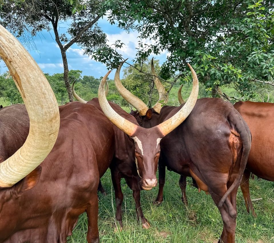 Long-Horned Cows in Lake Mburo National Park – Gorilla Uganda journal