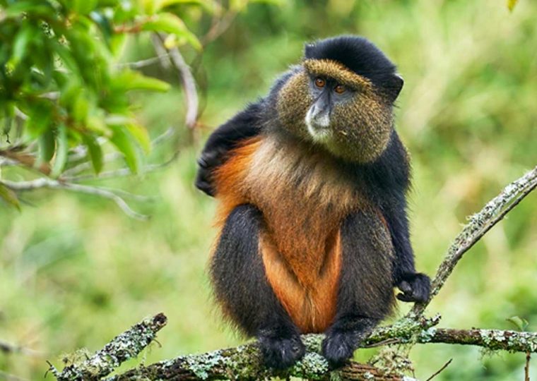 4 Days Uganda Golden Monkeys Safari
