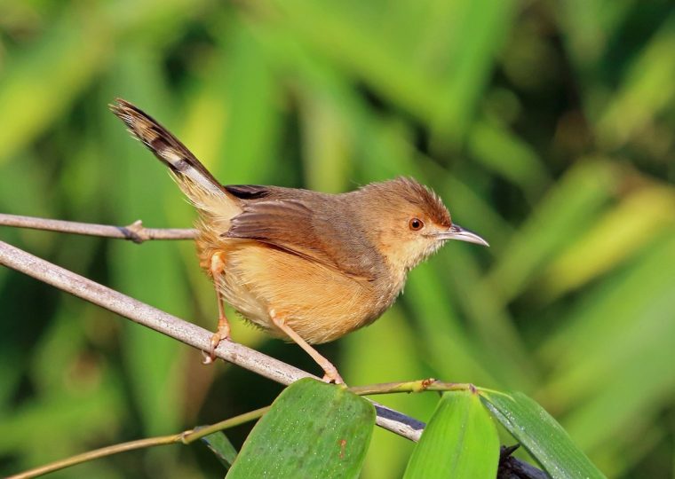 Birding in Bwindi Impenetrable National Park – Gorilla Uganda journal
