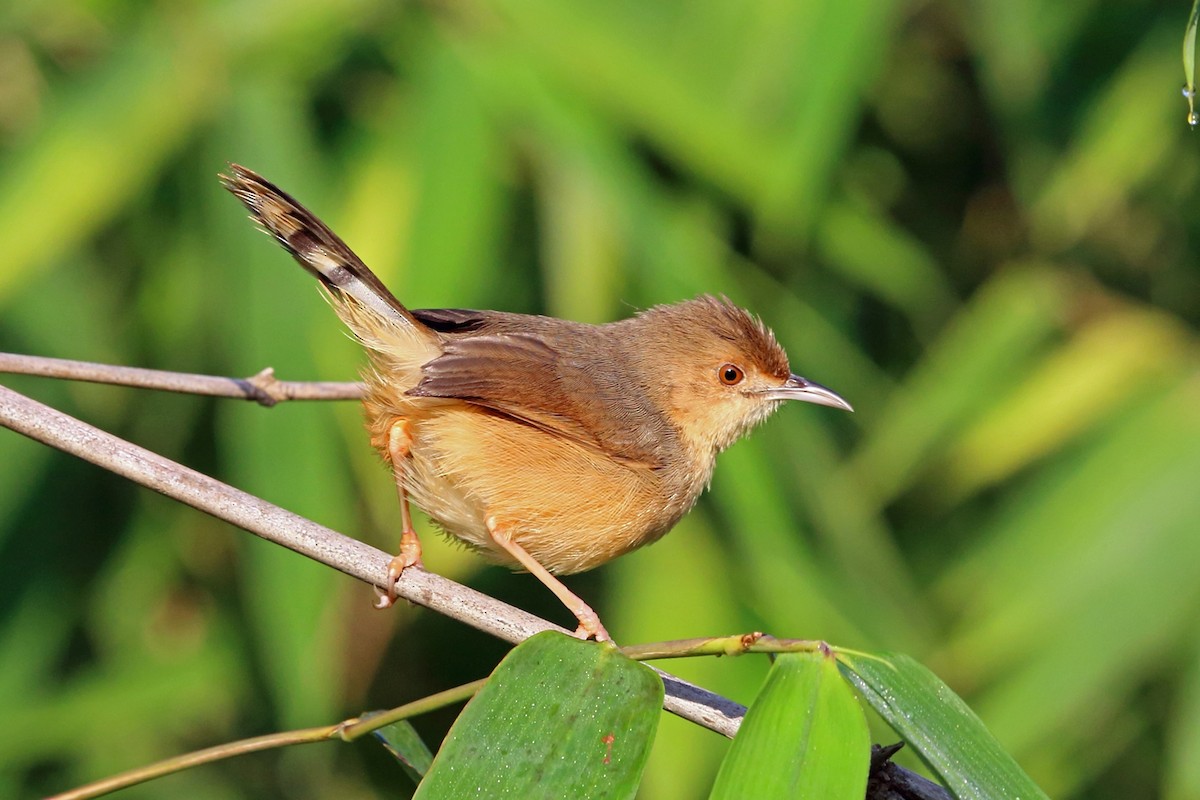 Birding in Bwindi Impenetrable National Park