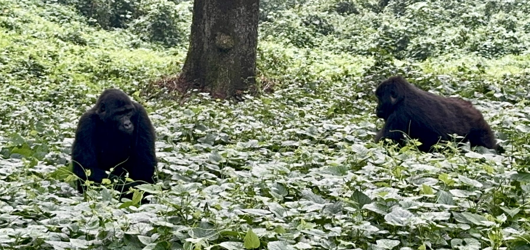 Dian Fossey hike and gorilla trekking in Uganda – Gorilla Uganda journal