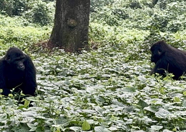 Dian Fossey hike and gorilla trekking in Uganda – Gorilla Uganda journal