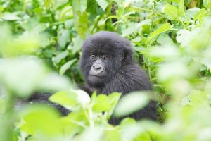 Uganda Gorilla Permit from Estonia