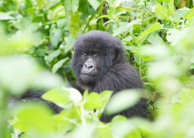 How to Book a Uganda Gorilla Permit from Estonia? – Gorilla Uganda journal