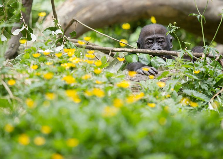 Fun Ideas About A Gorilla Safari In Uganda – Gorilla Uganda journal