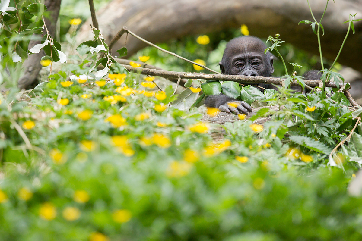 Fun Ideas About A Gorilla Safari In Uganda