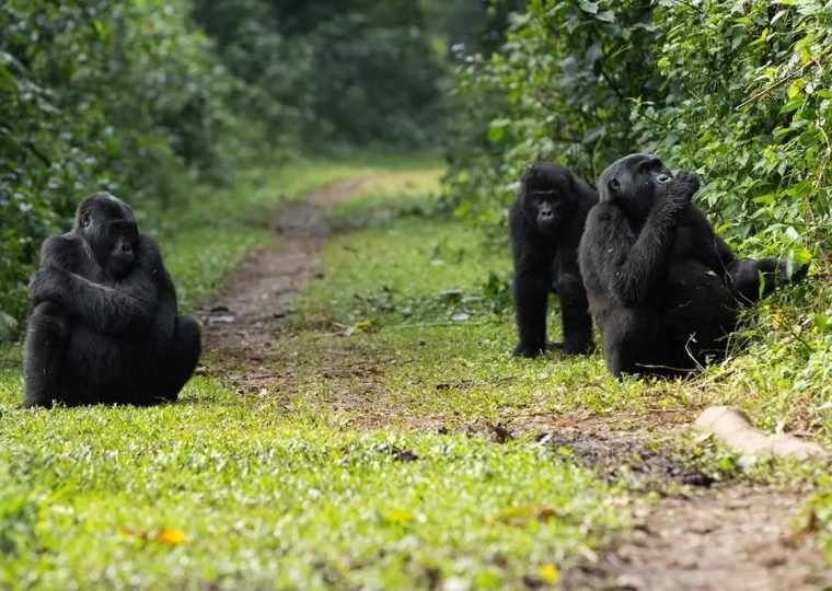 Tourist Attractions in Bwindi Impenetrable National Park – Gorilla Uganda journal