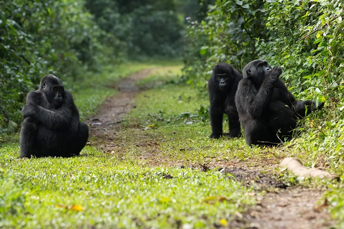 Tourist Attractions in Bwindi Impenetrable National Park – Gorilla Uganda journal