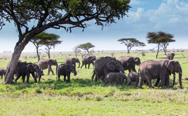 6 Days Best of Tanzania Safari