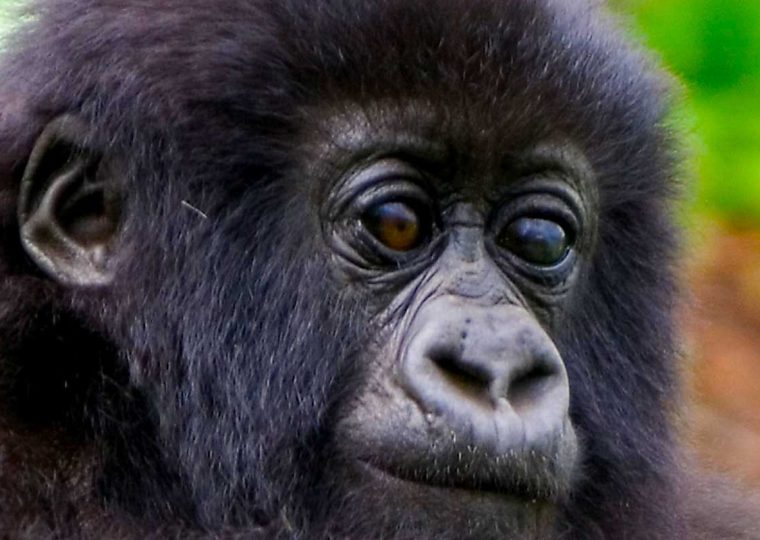 Gorilla Trekking in Uganda – Gorilla Uganda journal