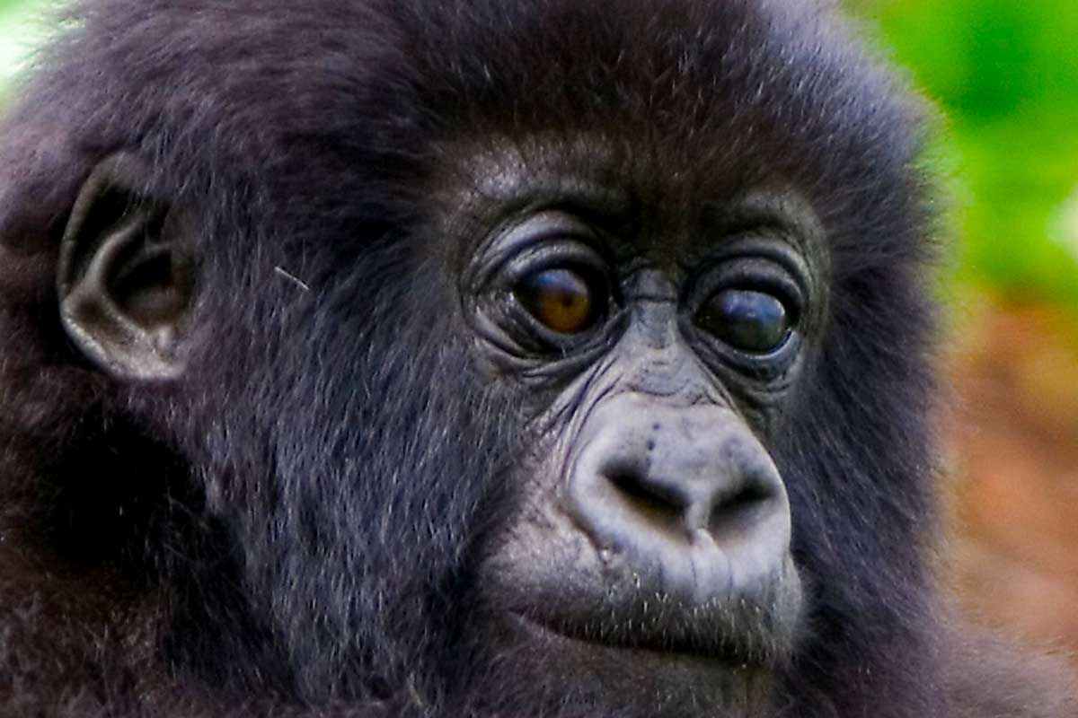 Gorilla Trekking in Uganda – Gorilla Uganda journal