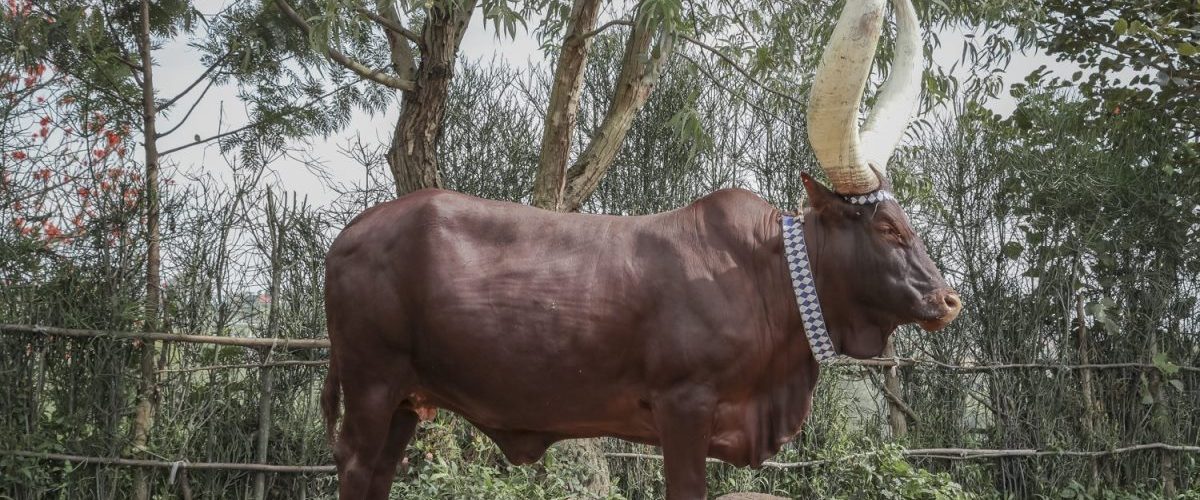 13 Days Rwanda Wildlife and Cultural Safari