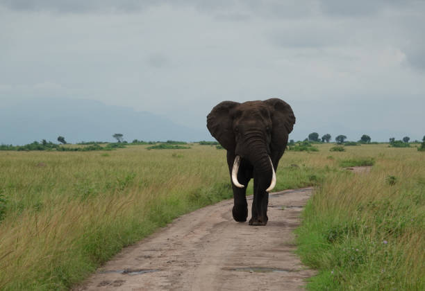 5 Days Buhoma and Queen Elizabeth Safari from Kigali