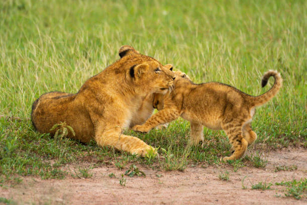 5 Days Masai Mara and Zanzibar Tour