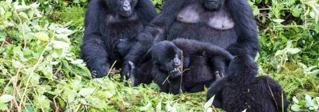 Binyindo Gorilla Family in Bwindi