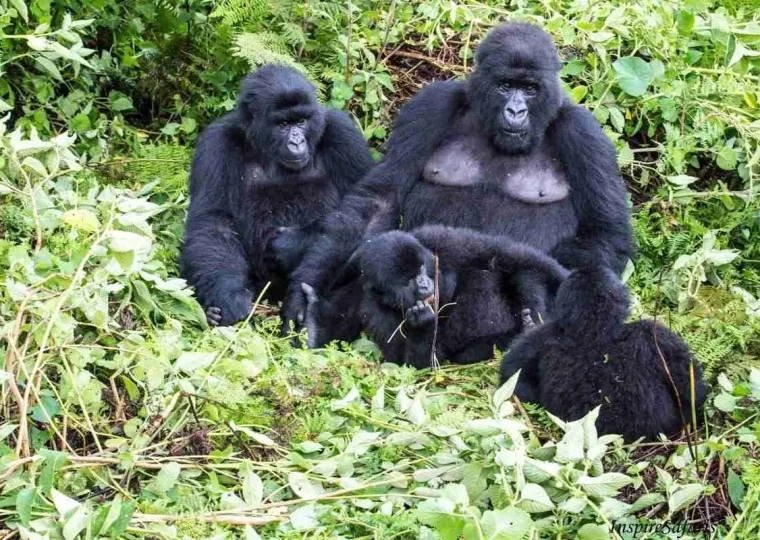 Binyindo Gorilla Family in Bwindi – Gorilla Uganda journal