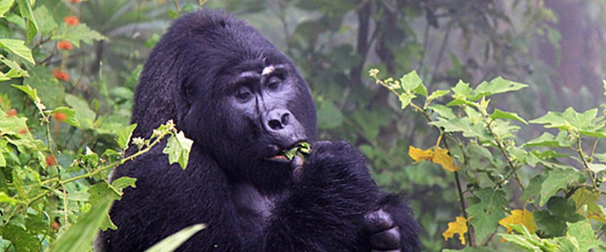 Bitukura Gorilla Family