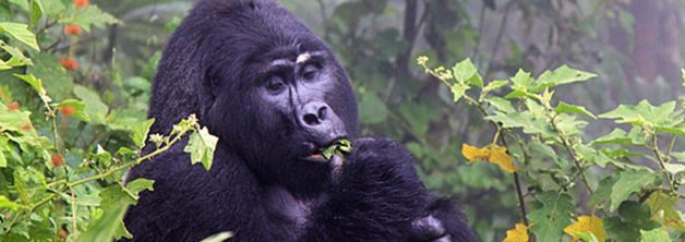 Bitukura Gorilla Family