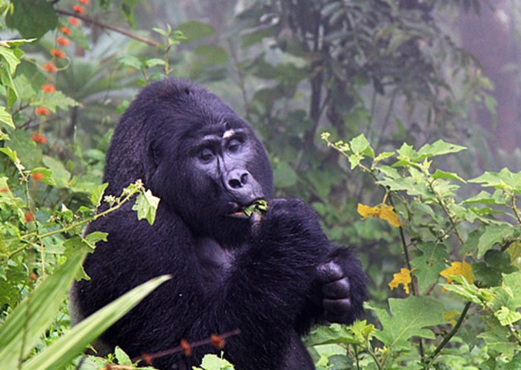 Bitukura Gorilla Family – Gorilla Uganda journal
