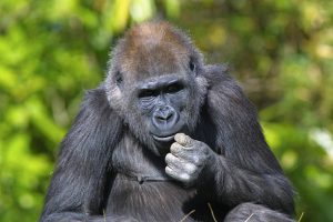 Can I do a Safari and Gorilla Trekking in Uganda