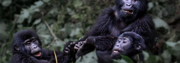 Happy Gorilla Family in Bwindi