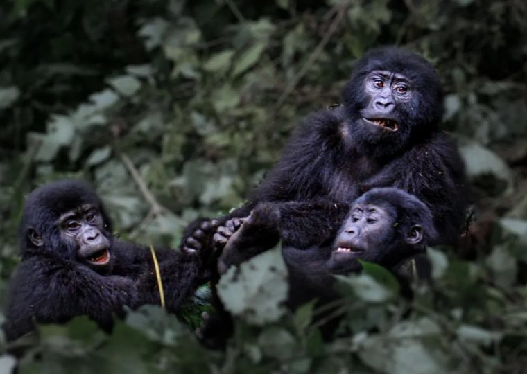 Happy Gorilla Family in Bwindi – Gorilla Uganda journal
